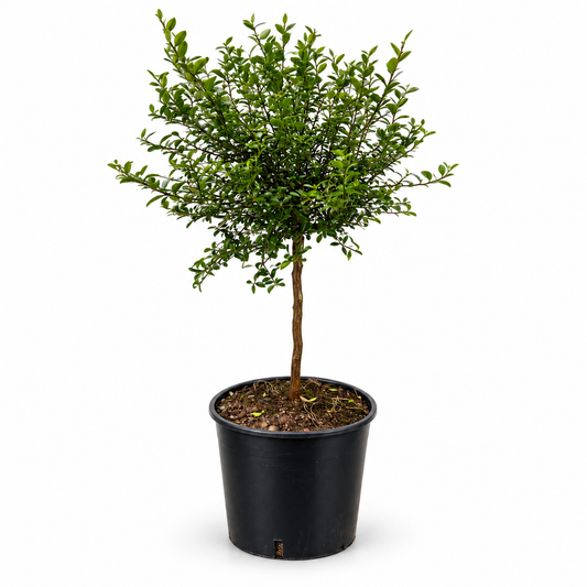 Finger Lime Verde Nano - Microcitrus australasica
