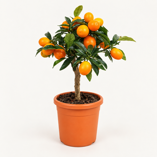 Bonsai Kumquat - Fortunella margarita