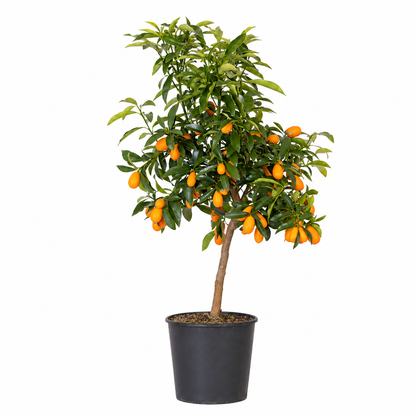 Kumquat Nano - Fortunella margarita