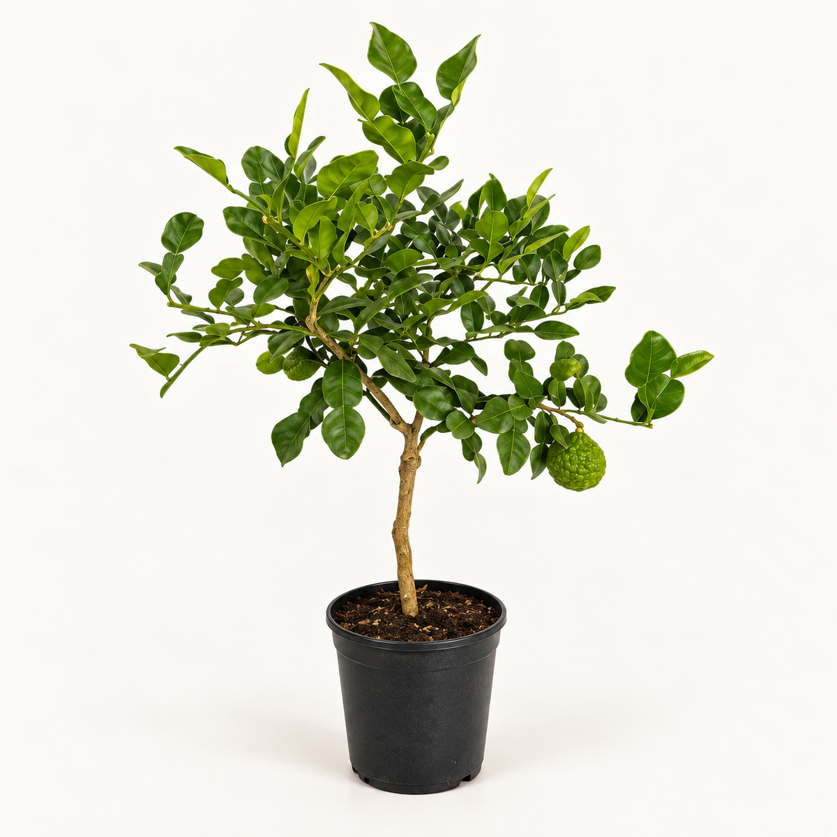Lime Kaffir - Citrus hystrix