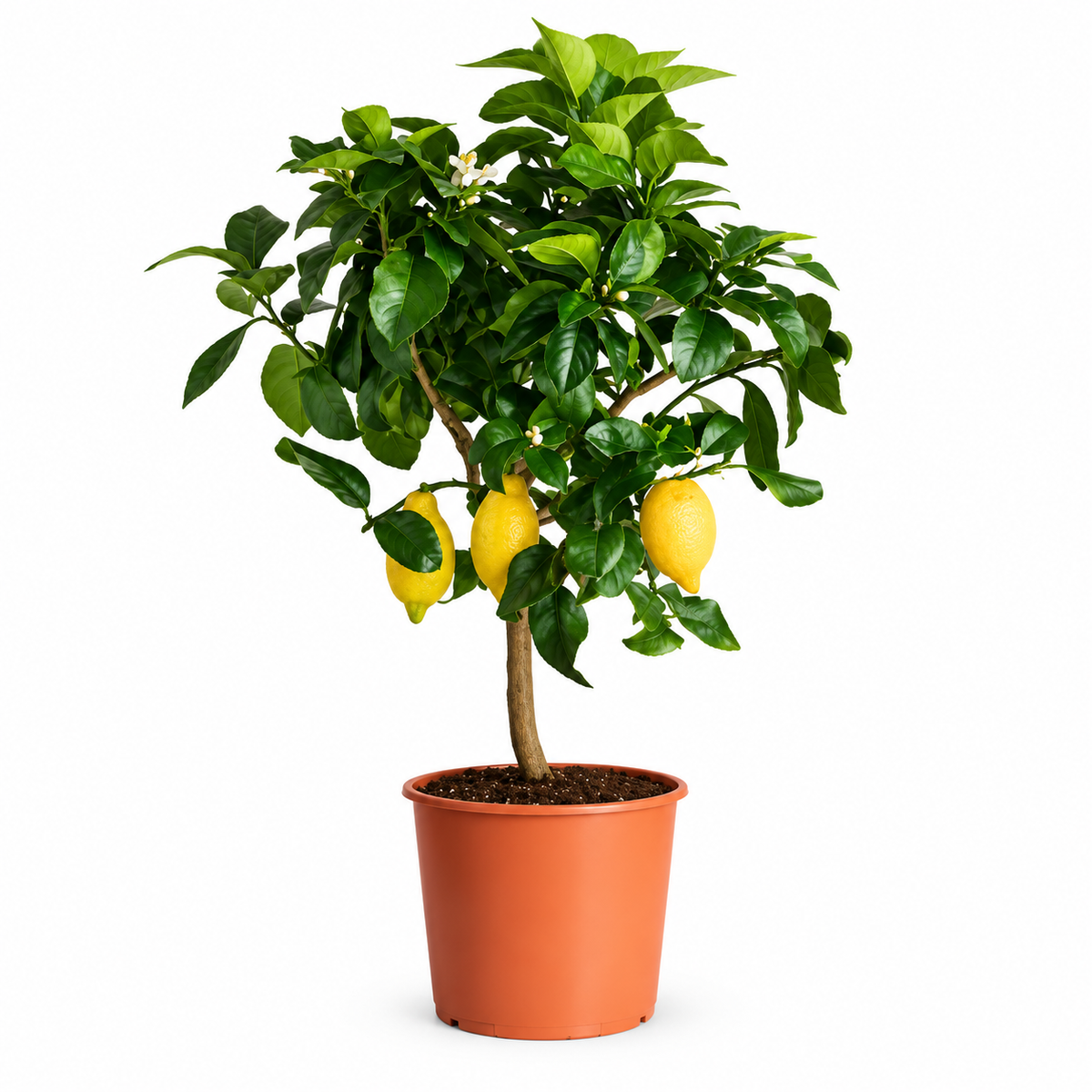 Limone Carrubaro Nano - Citrus limon