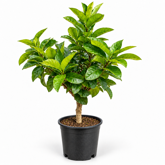 Bonsai Limone Lunario - Citrus limon