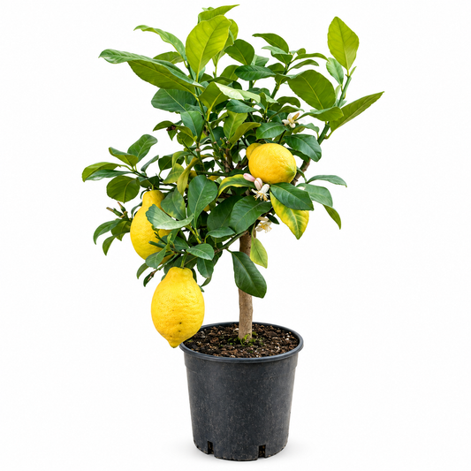 Limone Lunario Nano - Citrus limon
