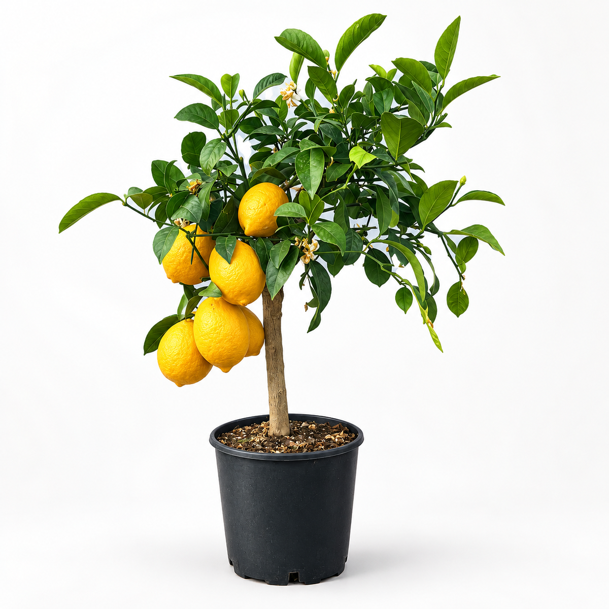 Limone Meyer Nano - Citrus meyeri