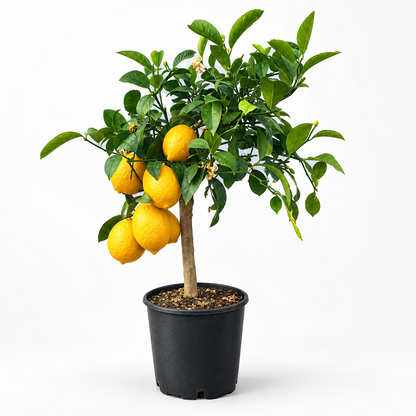Limone Meyer Nano - Citrus meyeri