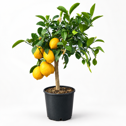 Limone Meyer Nano - Citrus meyeri