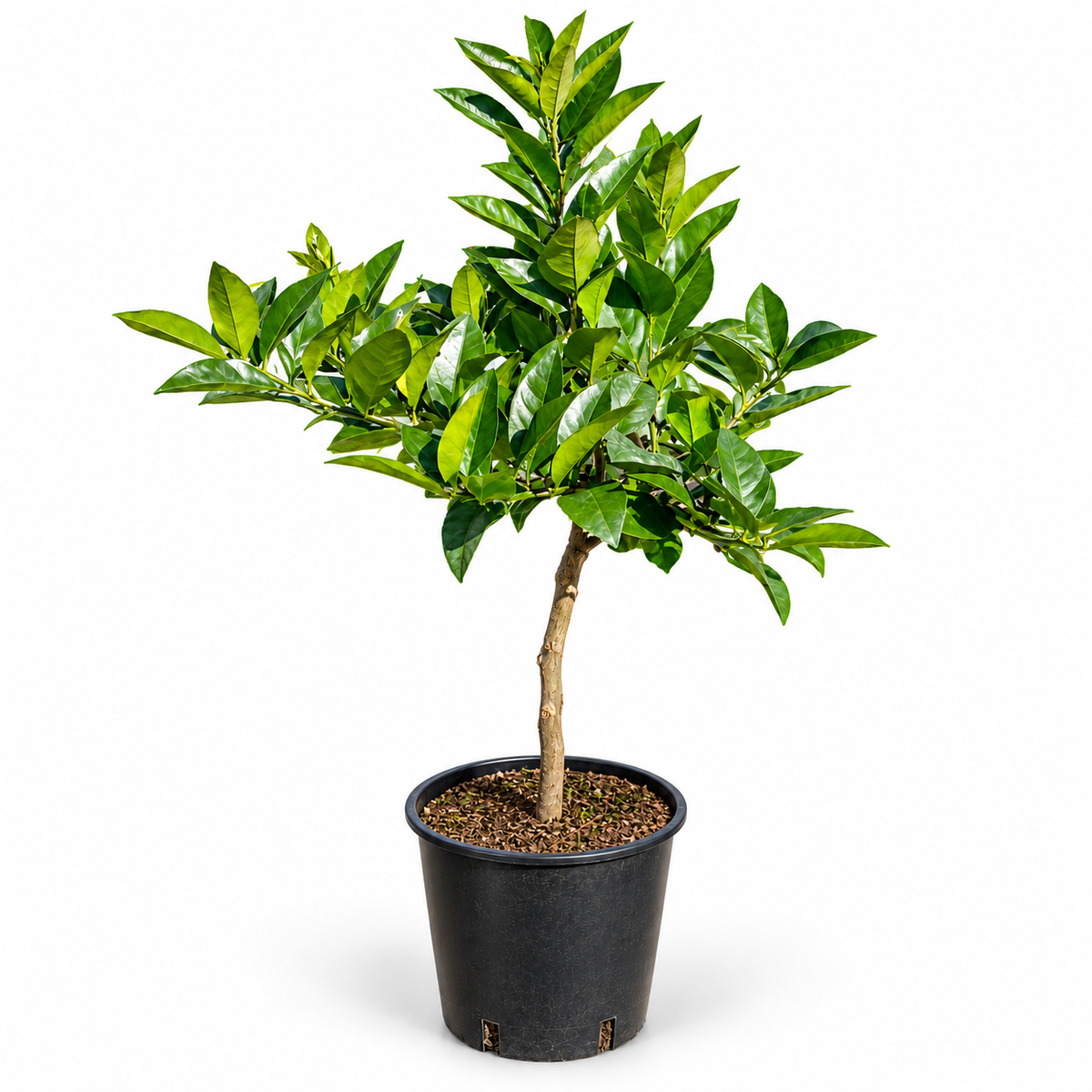 Limone Rosso Nano - Citrus limonimedica pigmentata