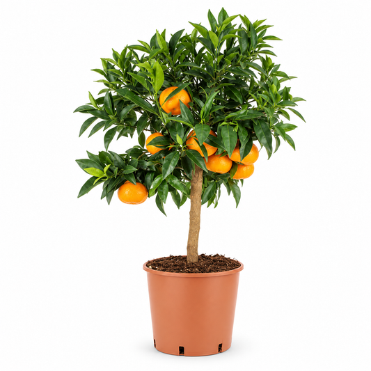 Mandarino Nano - Citrus reticulata