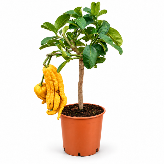 Cedro Mano di Buddha Nano - Citrus medica var. sarcodactylis