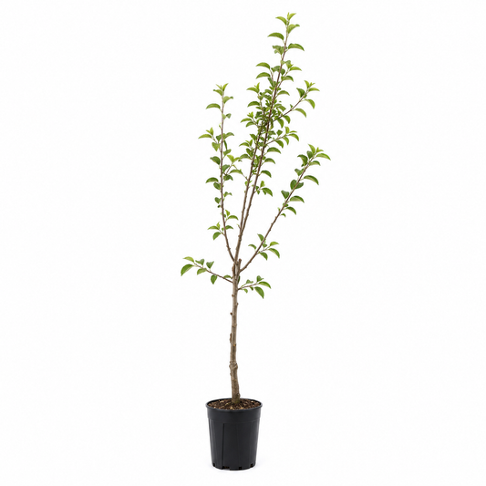 Melo - Malus domestica