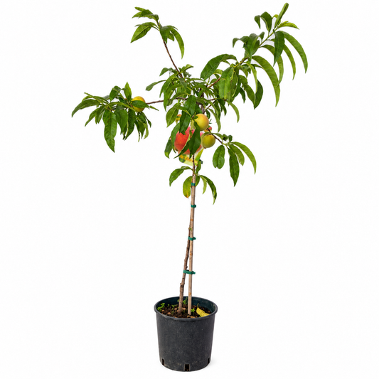 Pesco - Prunus persica