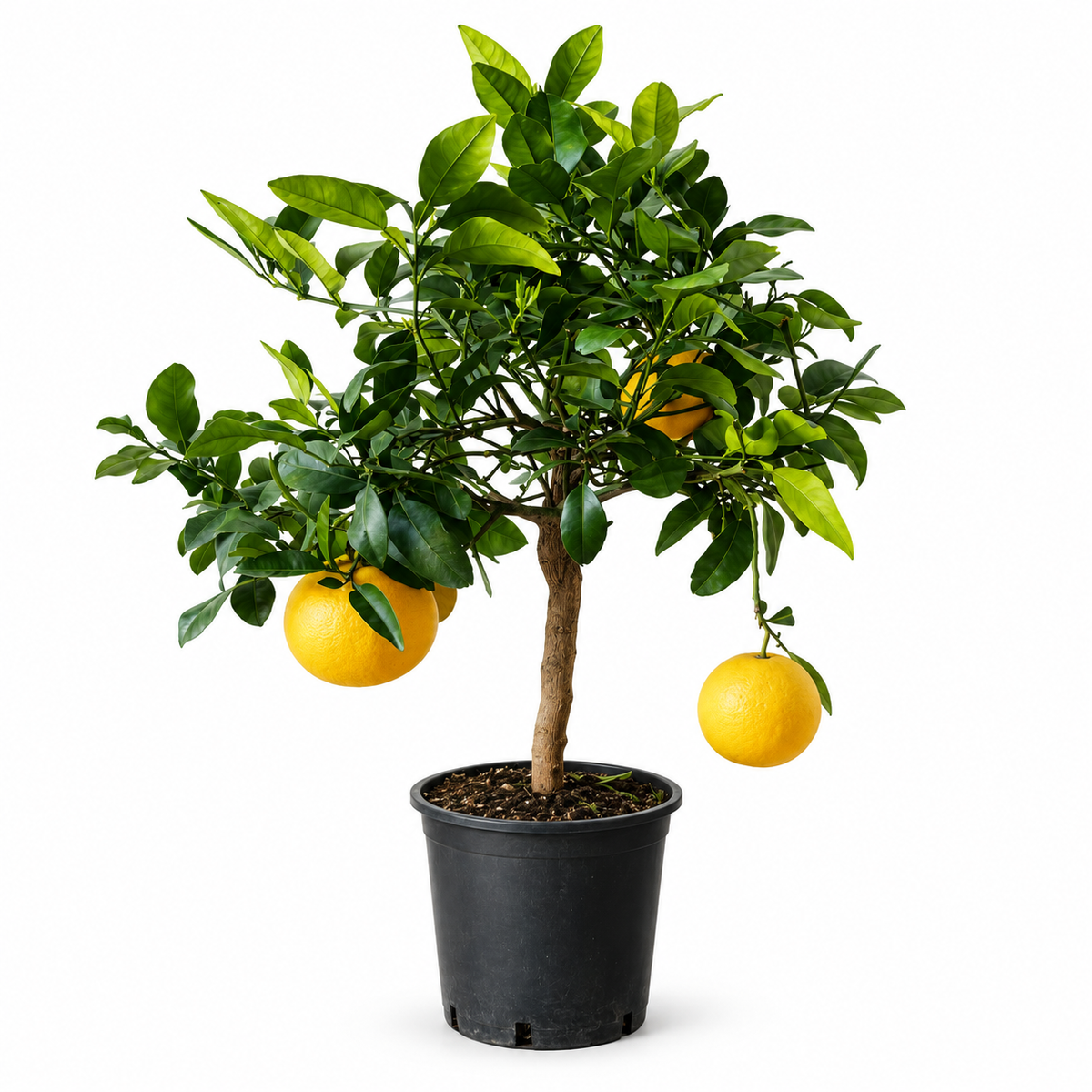 Pompelmo Giallo Nano - Citrus paradisi