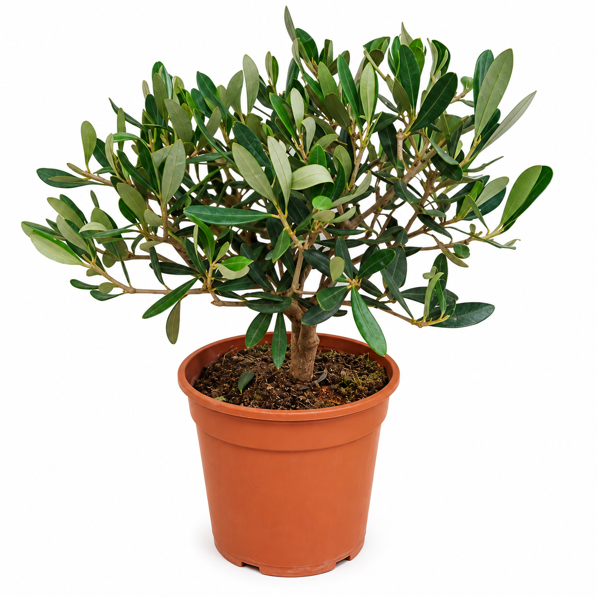 Ulivo Bonsai - Olea europaea