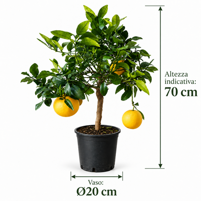 Pompelmo Giallo Nano - Citrus paradisi