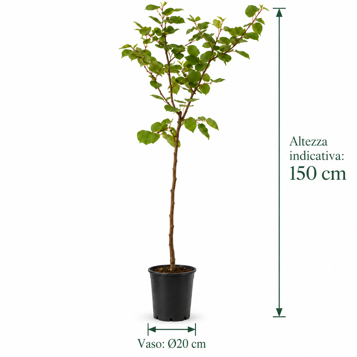 Albicocco - Prunus armeniaca