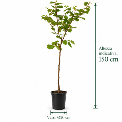 Albicocco - Prunus armeniaca