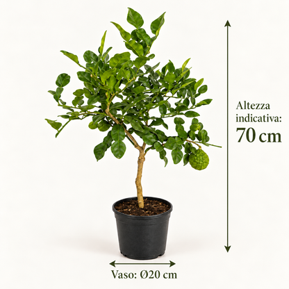 Lime Kaffir - Citrus hystrix