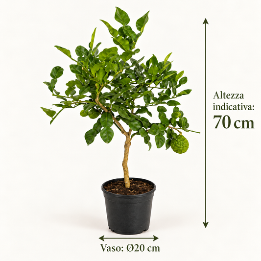 Lime Kaffir - Citrus hystrix