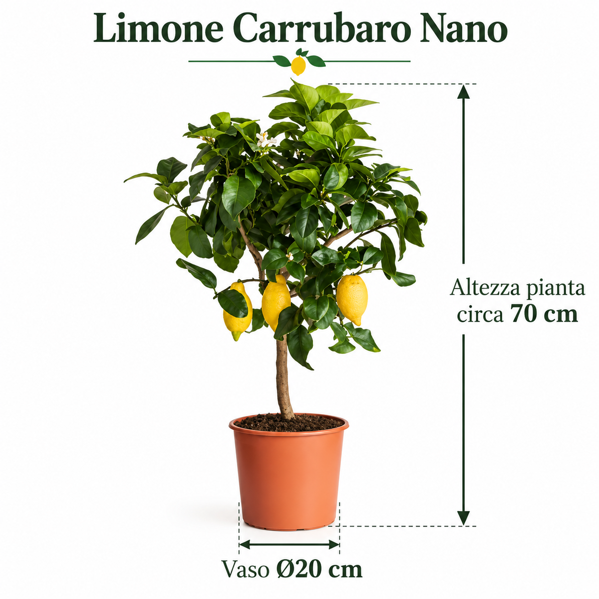 Limone Carrubaro Nano - Citrus limon