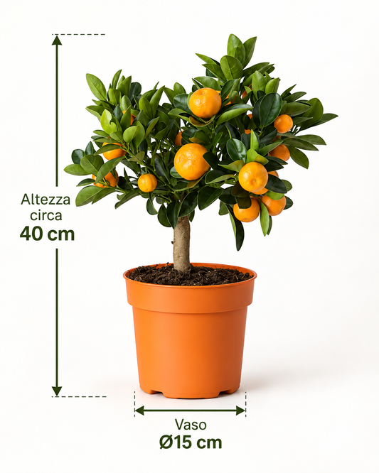 Bonsai Calamondino - Citrus microcarpa