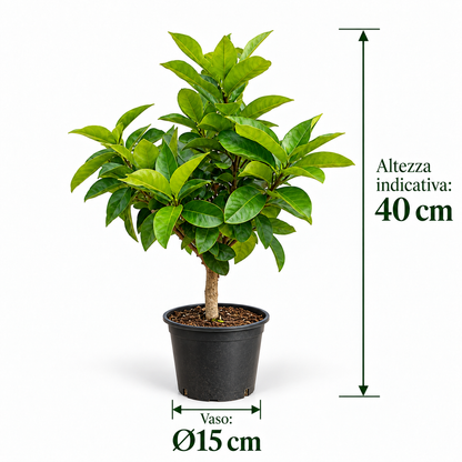 Bonsai Limone Lunario - Citrus limon