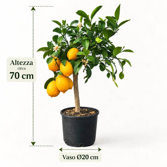 Limone Meyer Nano - Citrus meyeri