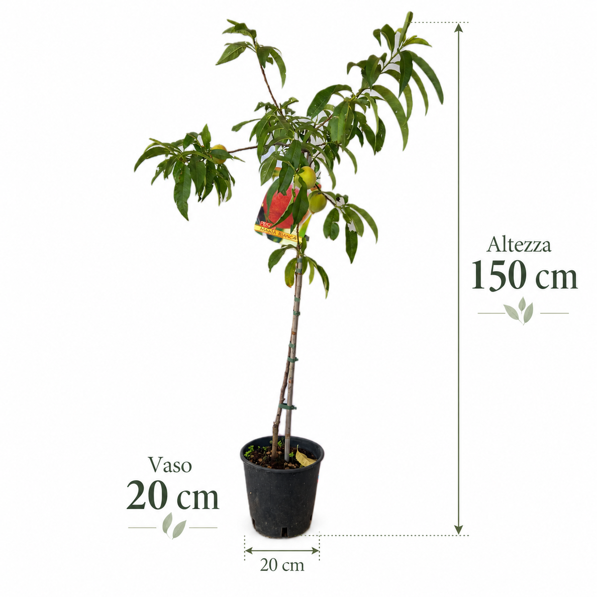 Pesco - Prunus persica