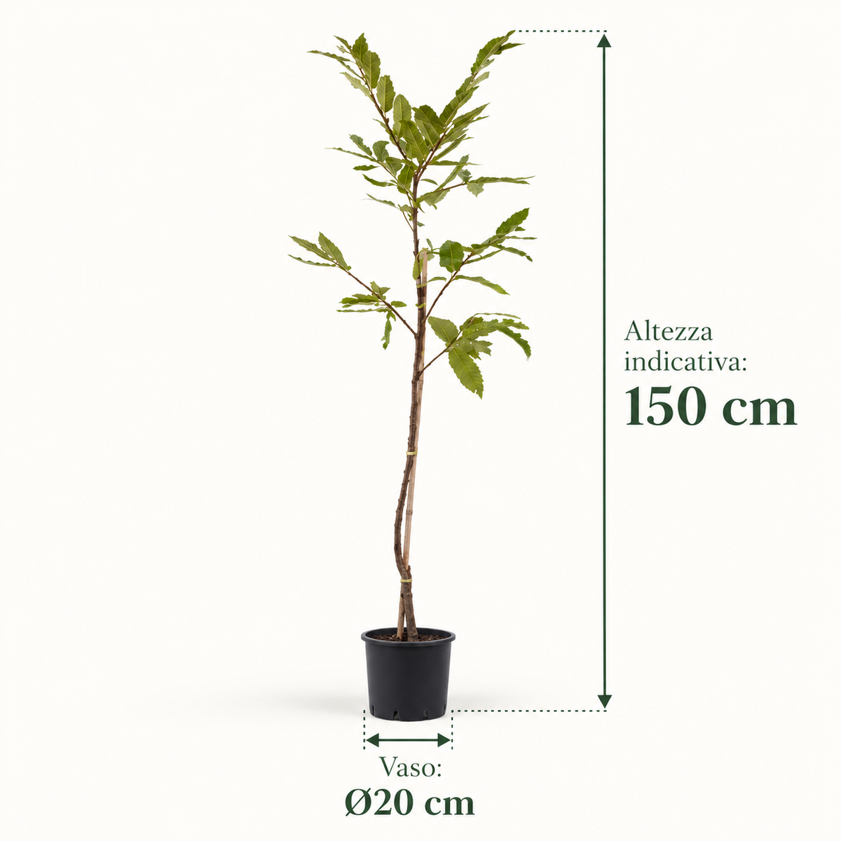 Castagno - Castanea sativa