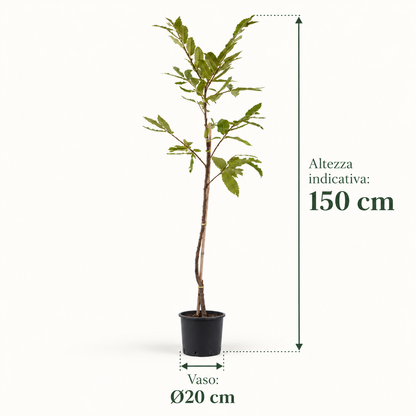 Castagno - Castanea sativa