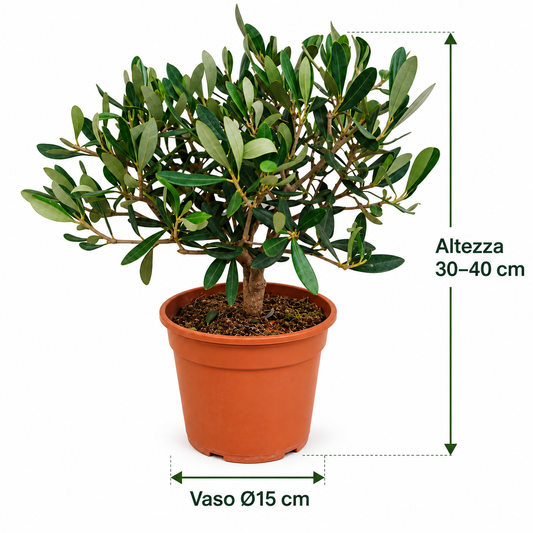 Ulivo Bonsai - Olea europaea