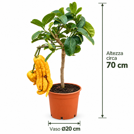 Cedro Mano di Buddha Nano - Citrus medica var. sarcodactylis