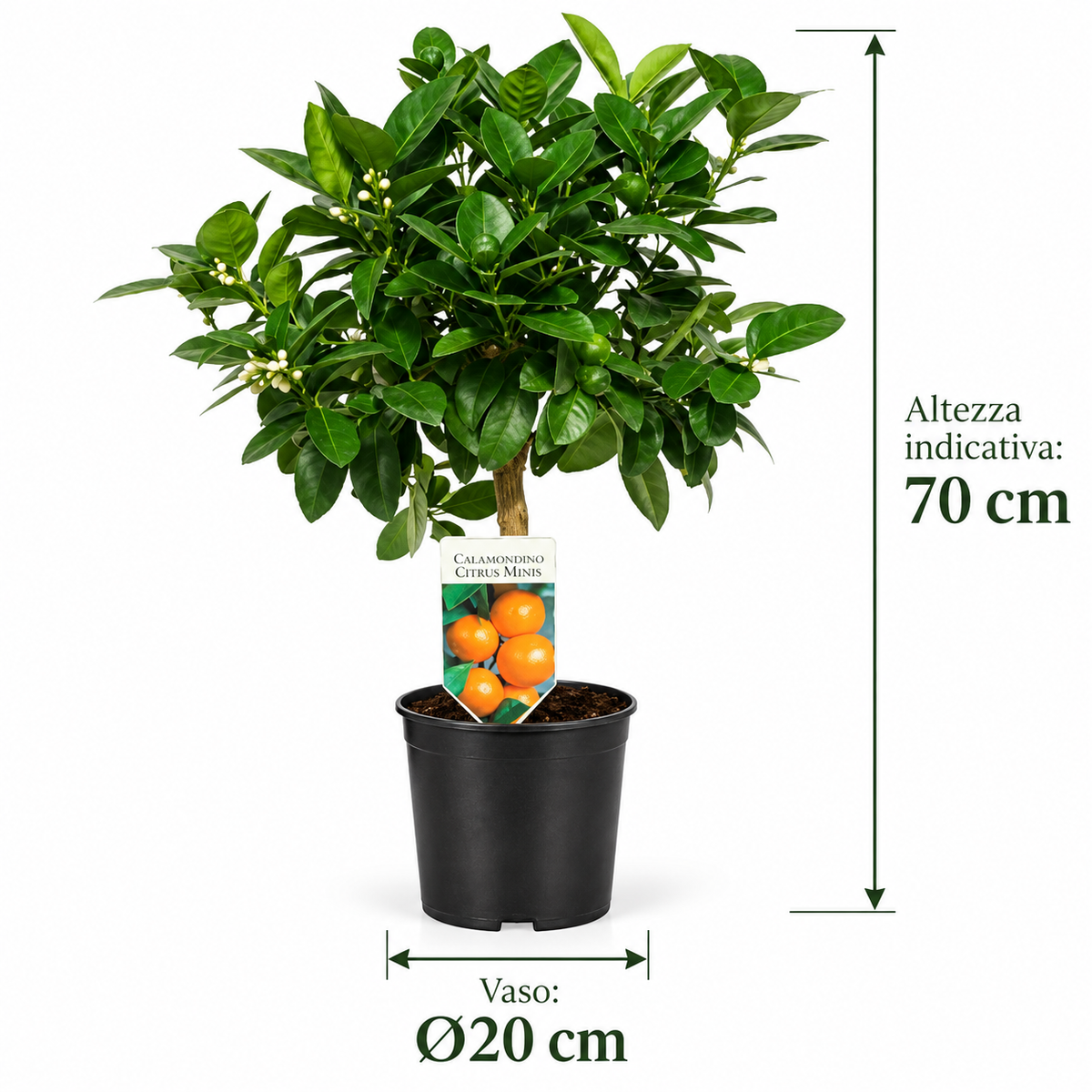 Calamondino Nano - Citrus microcarpa