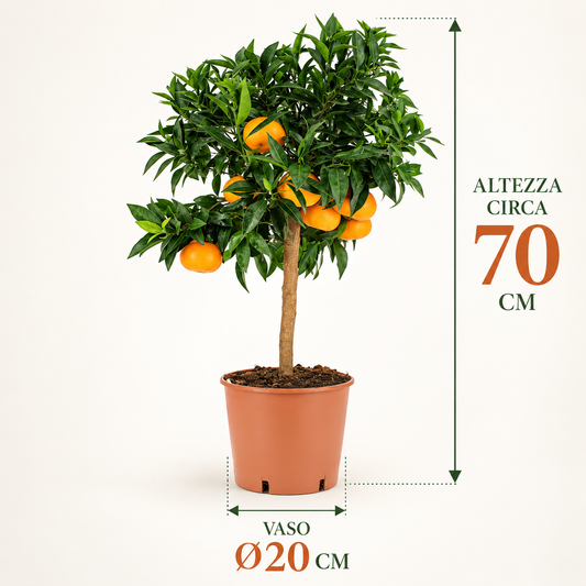 Mandarino Nano - Citrus reticulata