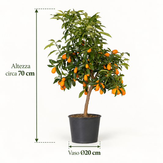 Kumquat Nano - Fortunella margarita