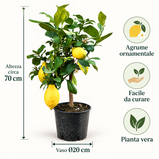 Limone Lunario Nano - Citrus limon