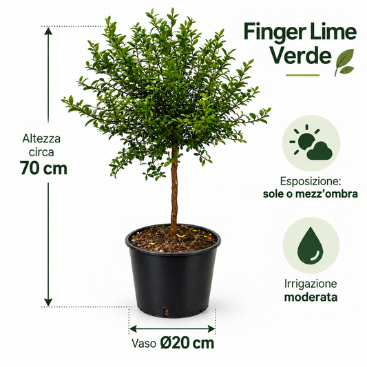 Finger Lime Verde Nano - Microcitrus australasica