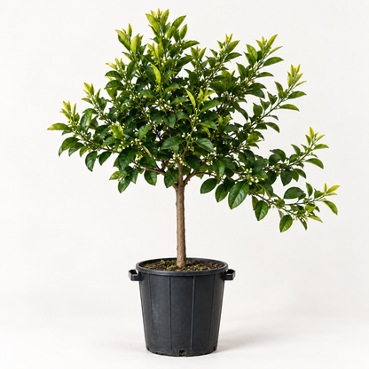 Limone Rosso Alberello - Citrus limonimedica pigmentata