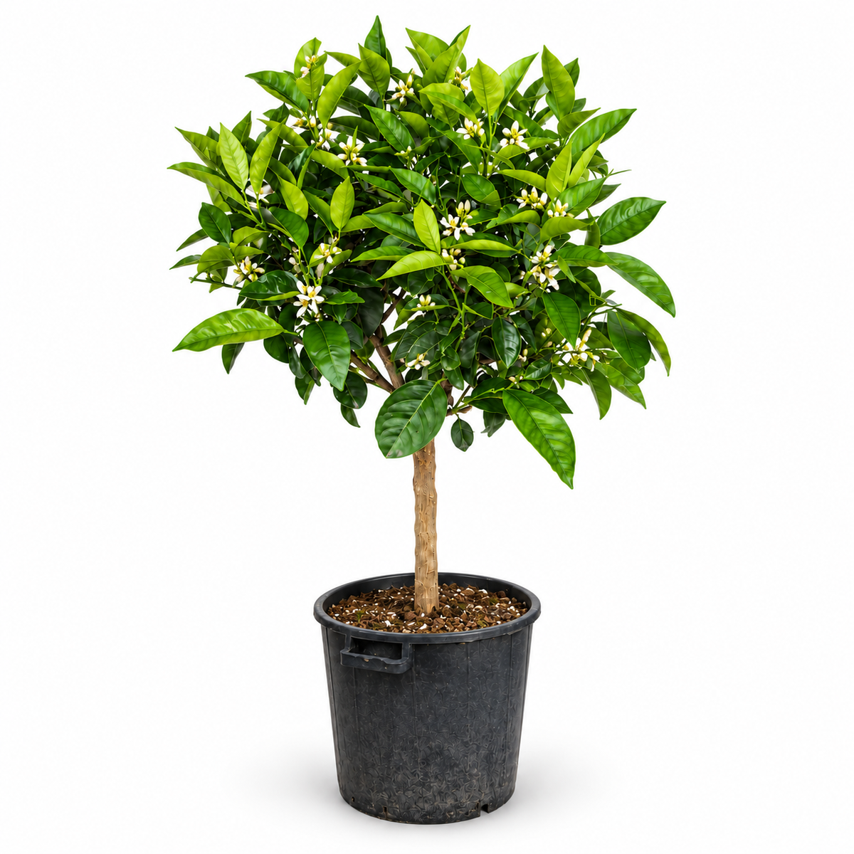 Arancio Navelina Alberello - Citrus sinensis