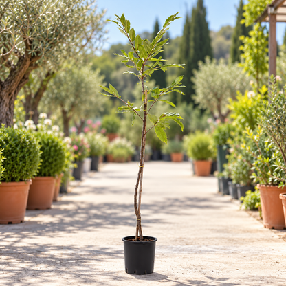 Castagno - Castanea sativa
