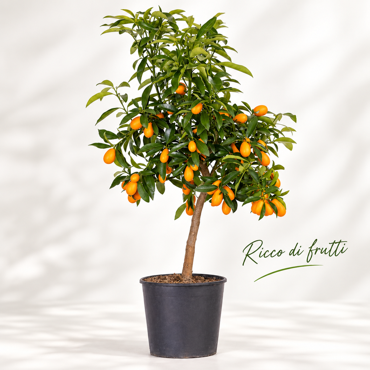 Kumquat Nano - Fortunella margarita