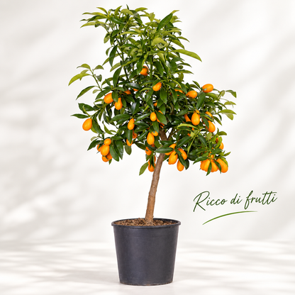 Kumquat Nano - Fortunella margarita