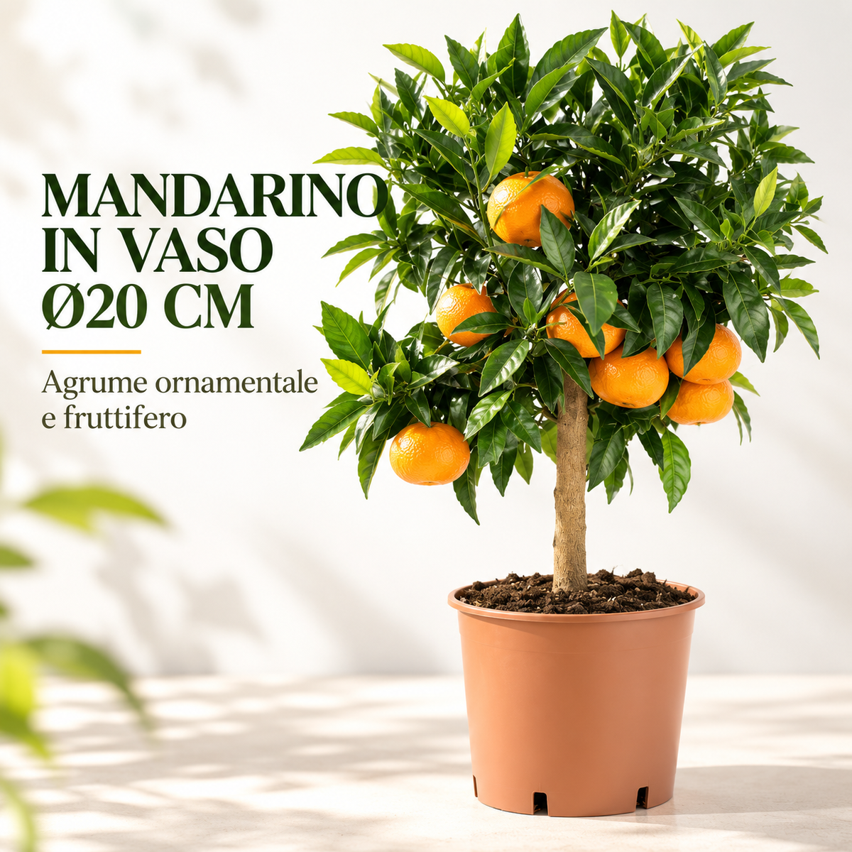 Mandarino Nano - Citrus reticulata