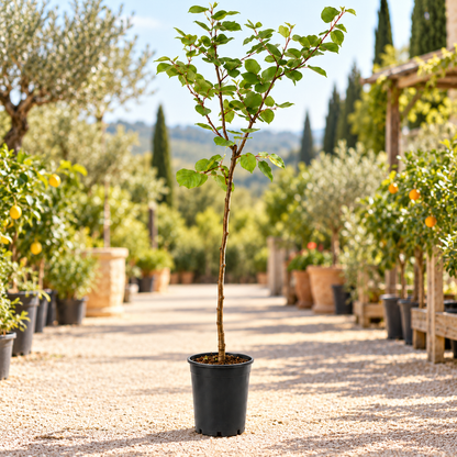 Albicocco - Prunus armeniaca