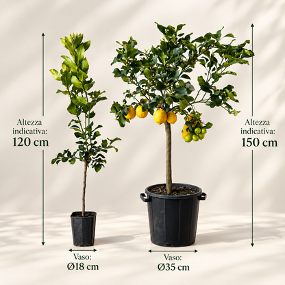 Limone Zagara Bianca Alberello - Citrus limon