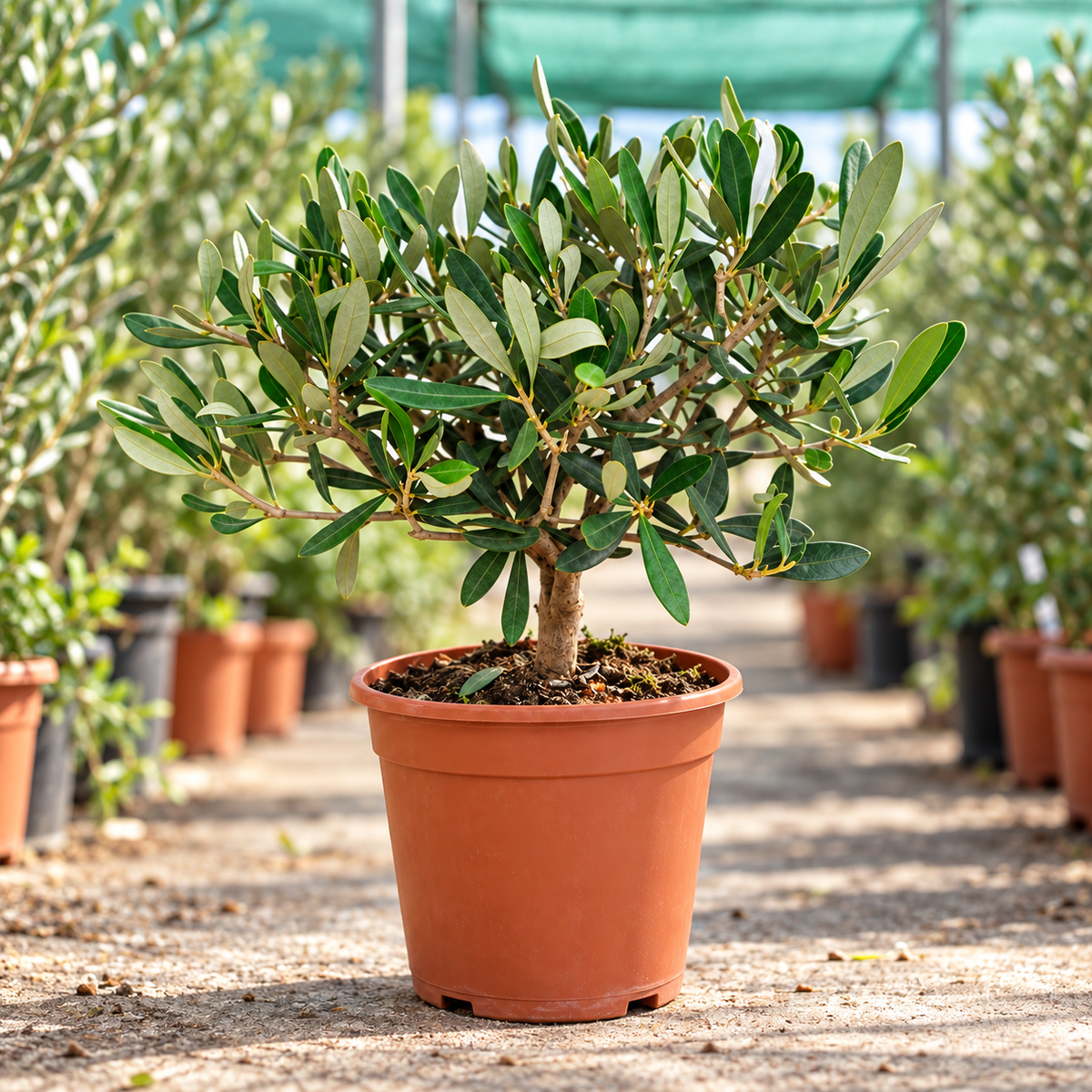 Ulivo Bonsai - Olea europaea