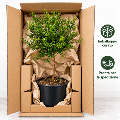 Finger Lime Verde Nano - Microcitrus australasica