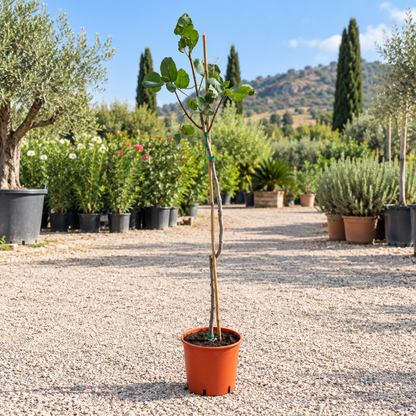 Pistacchio - Pistacia vera