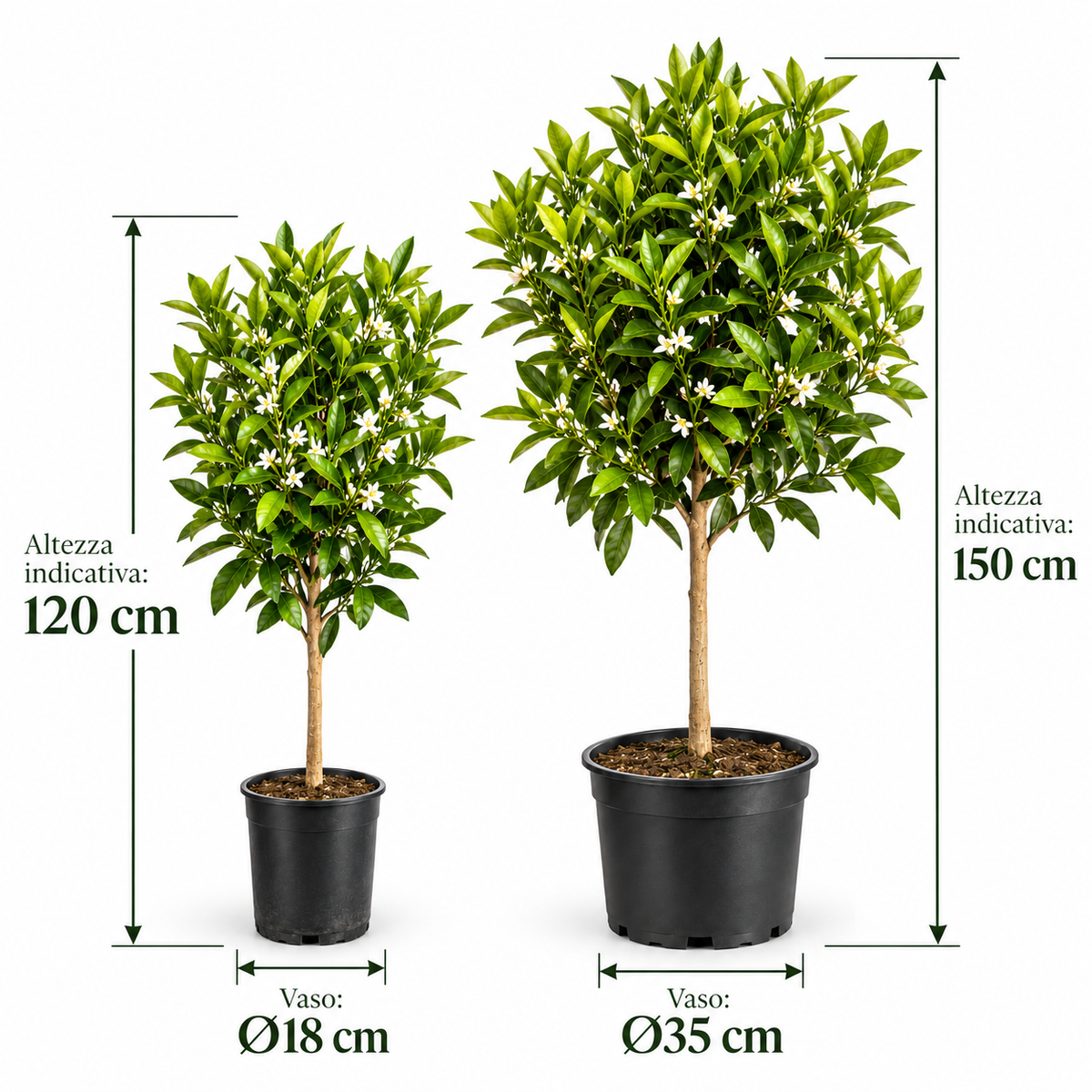 Arancio Navelina Alberello - Citrus sinensis