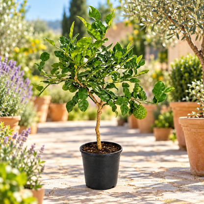 Lime Kaffir - Citrus hystrix
