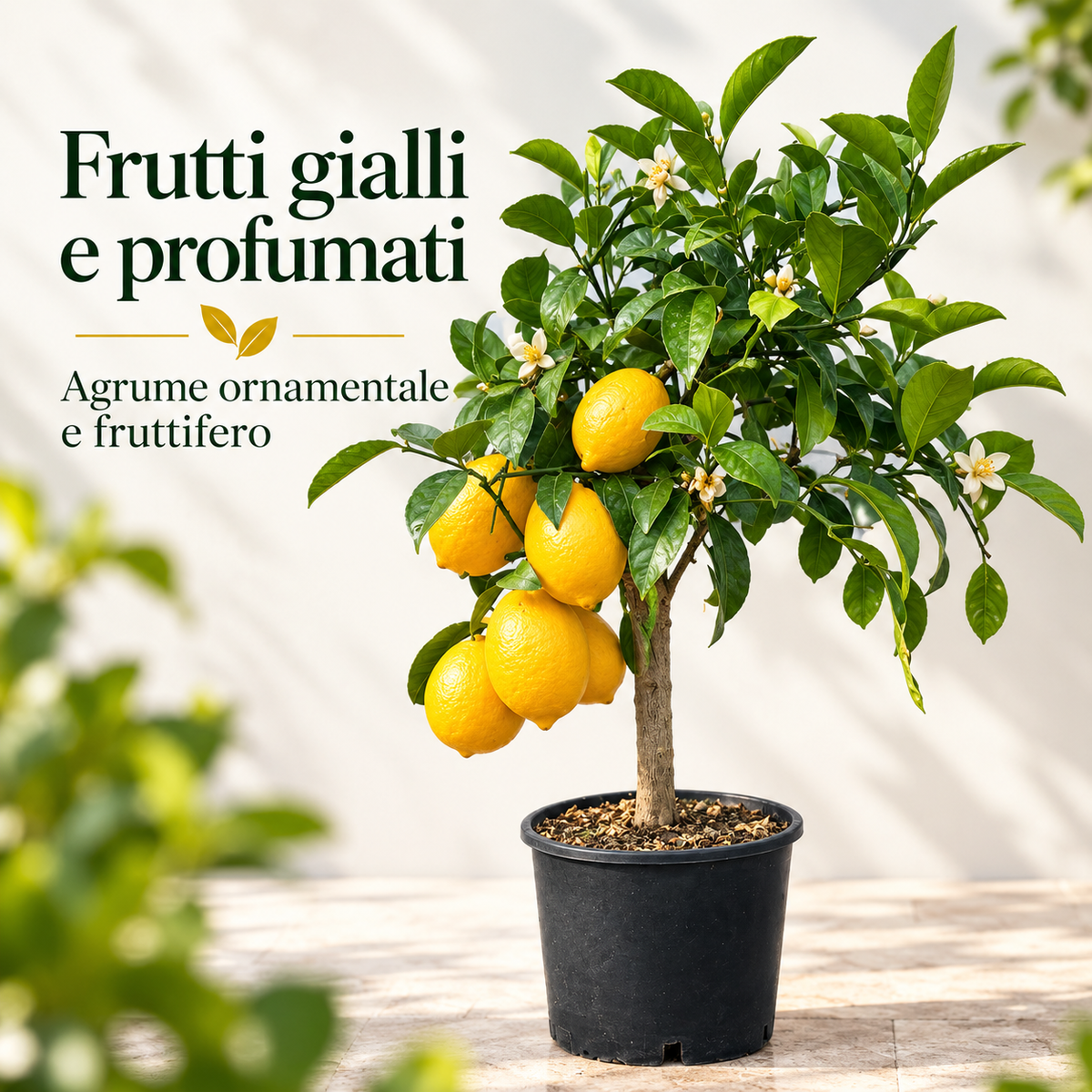 Limone Meyer Nano - Citrus meyeri